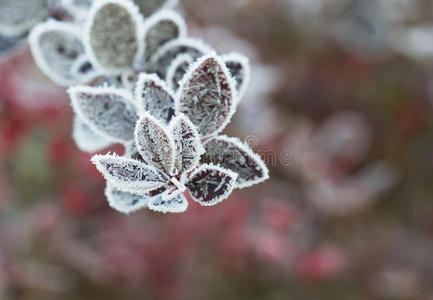 树叶上的霜图片-树叶上的霜素材-树叶上的霜插画-摄图新视界