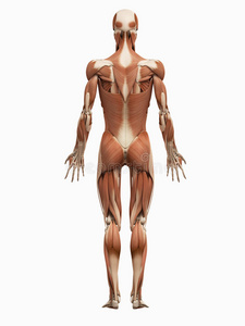 男性肌肉系统