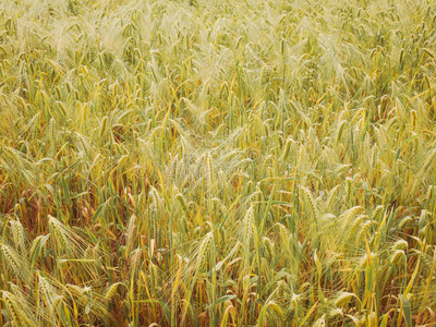 复古风Barley Corn field