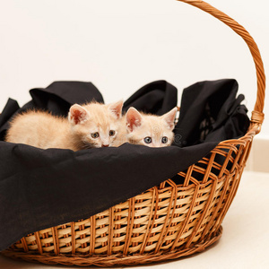 柳条篮子里的两只可爱的小猫