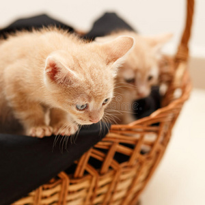 柳条篮子里的两只可爱的小猫