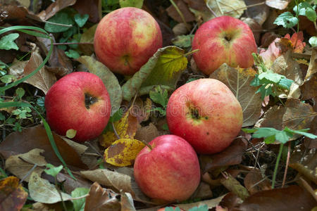 秋天草叶背景的苹果