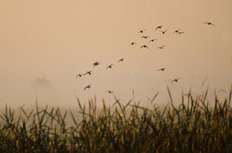 清晨鸭群在雾蒙蒙的沼泽地上空飞翔