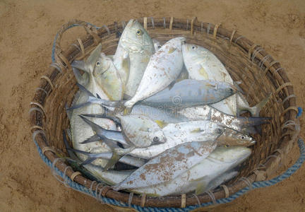 一篮子新鲜的银鱼照片