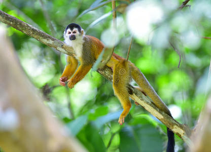中美洲树上的松鼠猴，哥斯达黎加