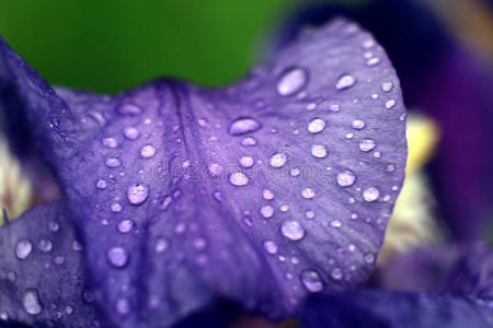 花儿露水，水滴，花瓣清新