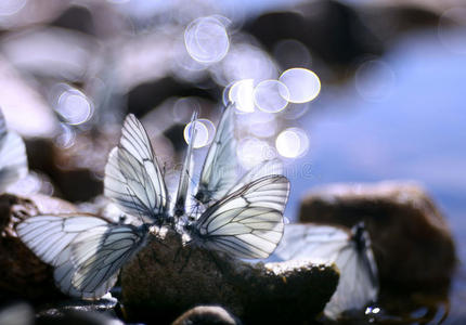 美丽的蝴蝶在靠近水的岩石上,大自然,春天照片