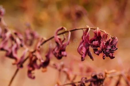 秋紫色植物