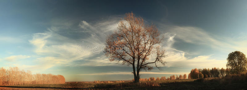 秋天，田野里孤独的橡树