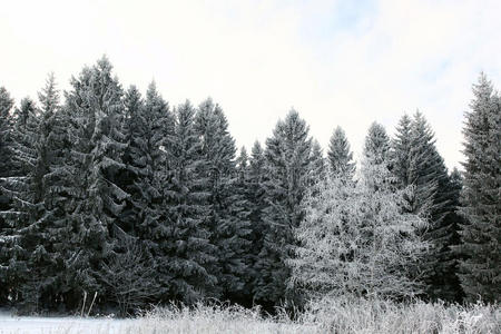 寒冬森林景观雪