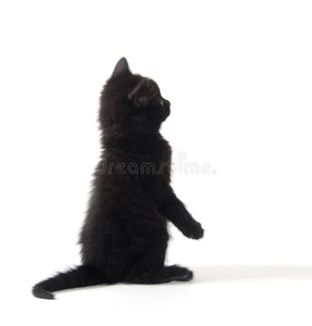 可爱的白底黑猫