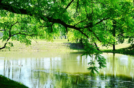 反映在水中的树