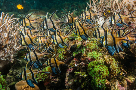 水肺潜水印度尼西亚鱼水下