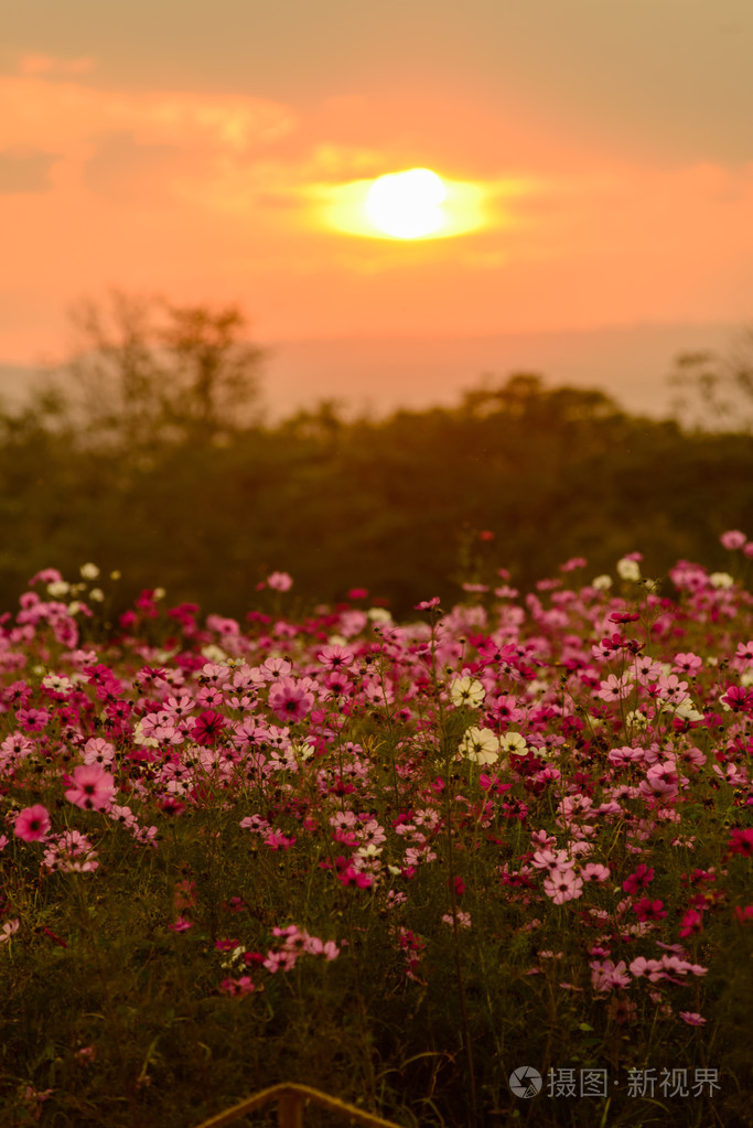 波斯菊花海紫色, 白色, 粉红色和红色,是美丽的太阳