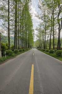 公路穿过森林