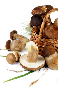 牛肝菌蘑菇