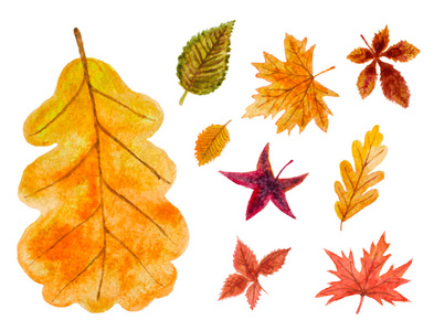 秋天的叶子一套。矢量水彩插图
