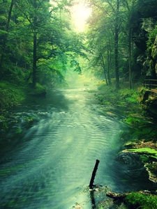 查看到山间溪流的金合欢 山毛榉和橡树的绿色叶子下面。水位使得绿色的思考。夏季的开始