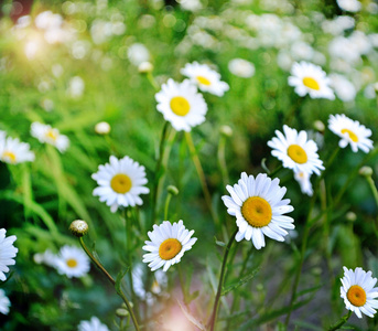 野花雏菊