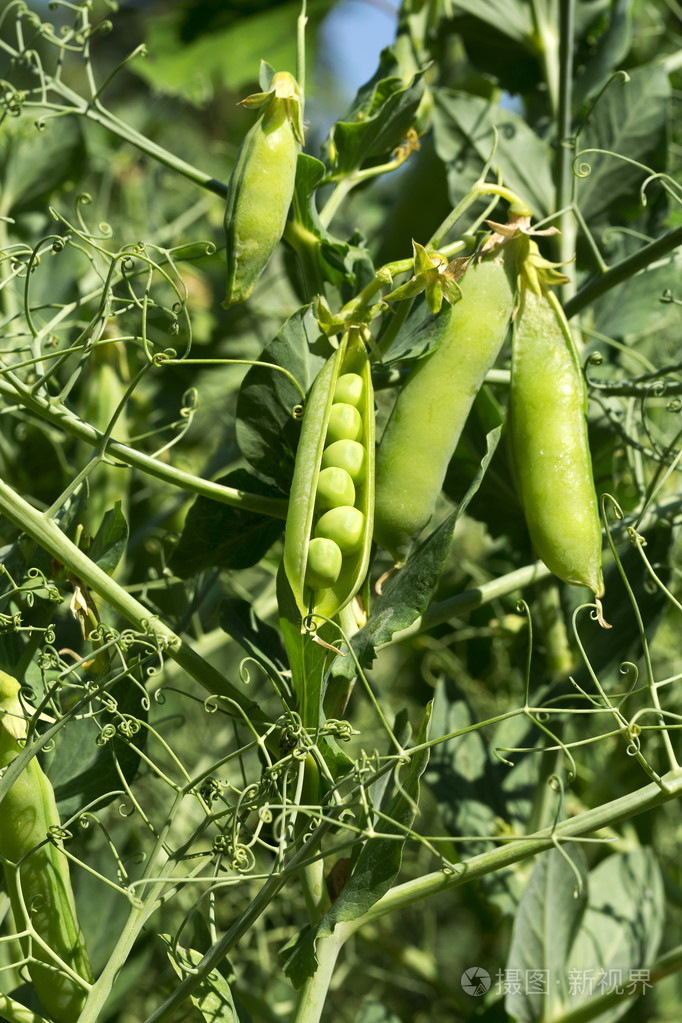正宗的成熟的豆荚豌豆生长在花园前的特写