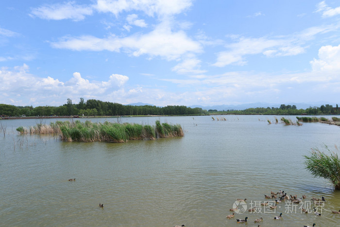 湖和树