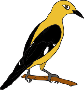 水彩黄鹂鸟黄鹂鸟照片