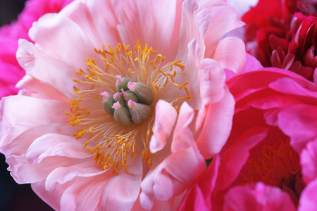 粉红色牡丹花束