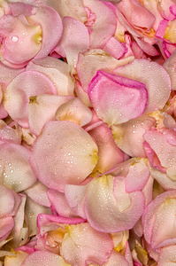 粉红色的玫瑰花瓣背景