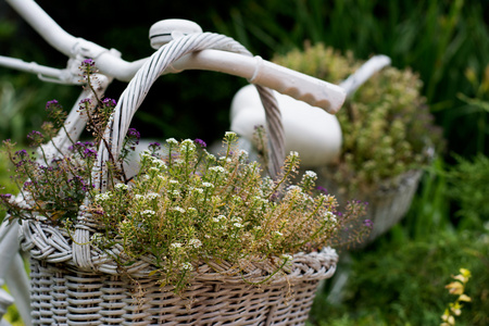 在花园里, 挂着鲜花的白色篮子挂在旧自行车上