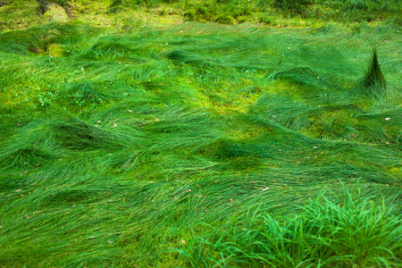 野生草