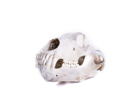 熊颅骨分离黑色背景上的亚洲黄金猫头骨和头骨用高分子粘土装饰的山羊