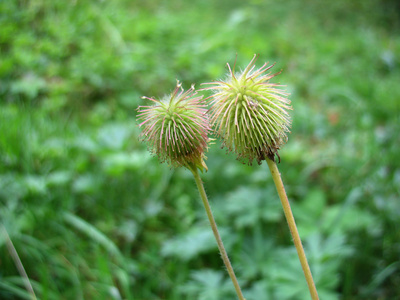 綠草地