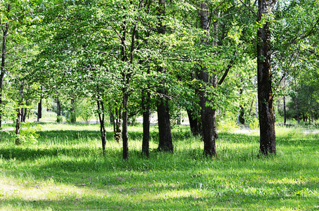 树木园树在树木园的夏天照片