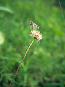休息的植物上的蝴蝶图片