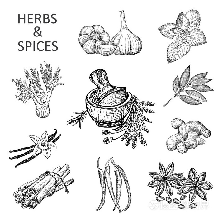 草药和香料插画-正版商用图片1jgzn4-摄图新视界