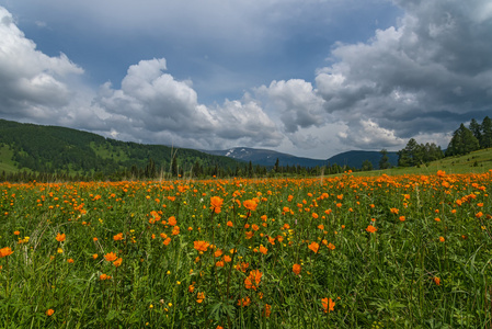 橙花草甸山