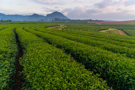 在早上的茶领域