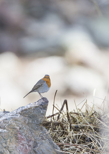 erithacus rubecula 罗宾