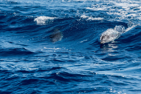 而在深蓝色的大海中跳跃的海豚
