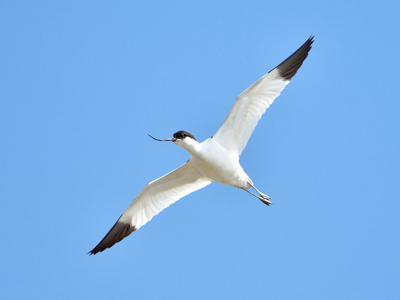 avocetrecvirostra avosetta