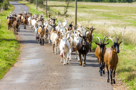 在路上，Aveyron，Midi 比利牛斯群山羊