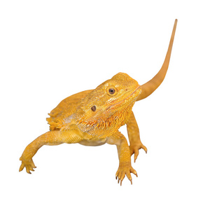 胡子的龙或白色背景上的 pogona vitticeps