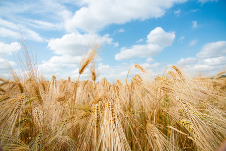 谷类作物，大麦，有不同的侧重点