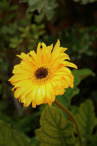 美丽的非洲菊在公园花园里的花