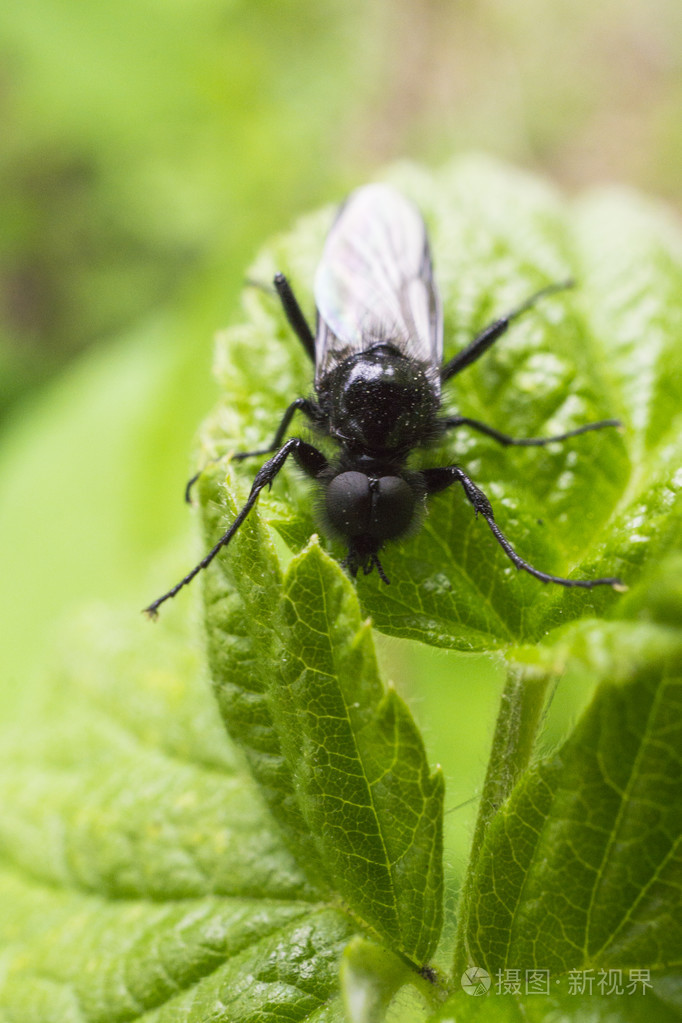 草丛中的黑蝇