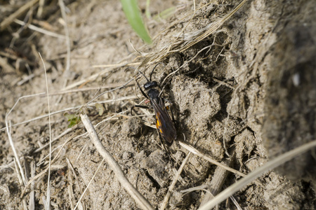 地面上的有翅膀的甲虫