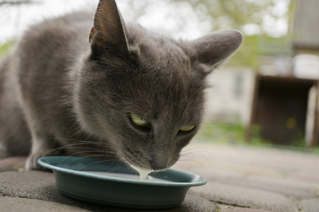 野猫和青草