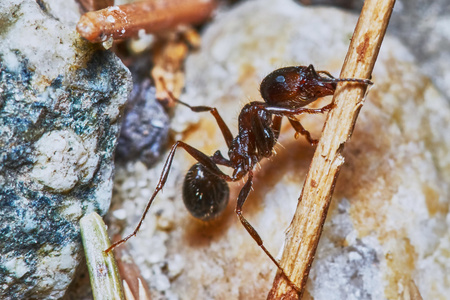 外面在花园里的蚂蚁