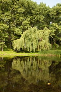 夏天风景