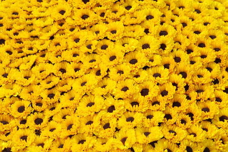 黄色的雏菊花的领域